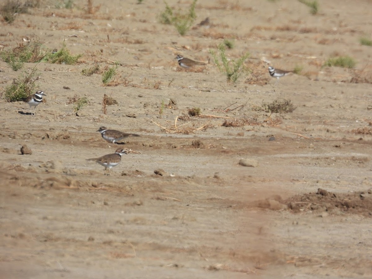 Killdeer - ML643611717