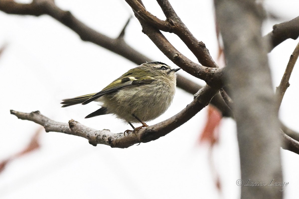 Golden-crowned Kinglet - ML643611718