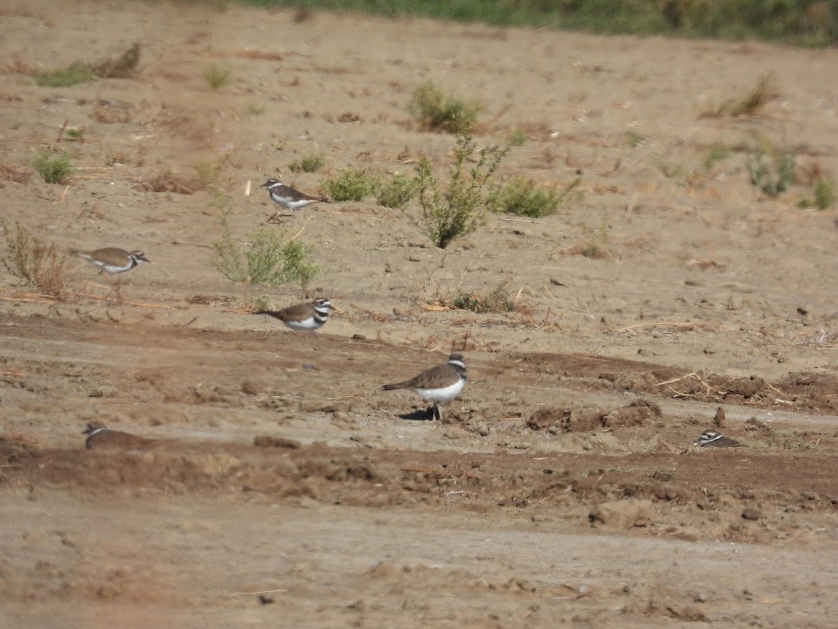 Killdeer - ML643611720