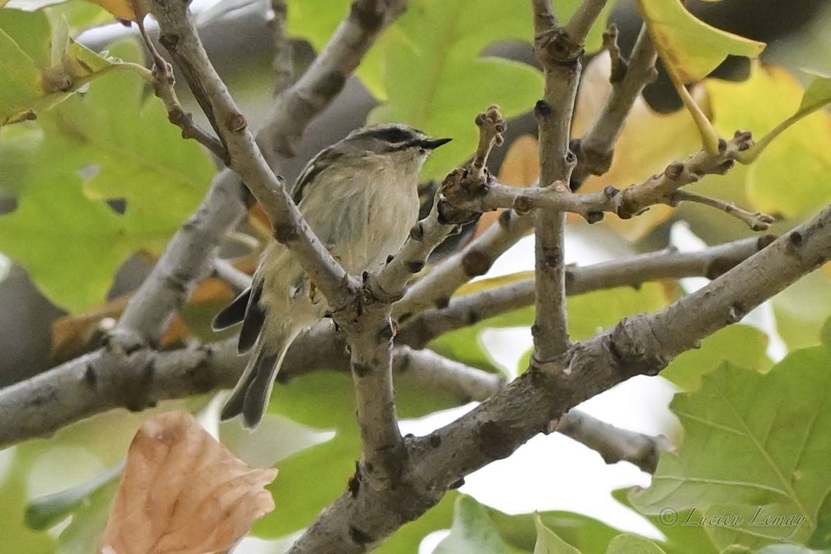 Golden-crowned Kinglet - ML643611729