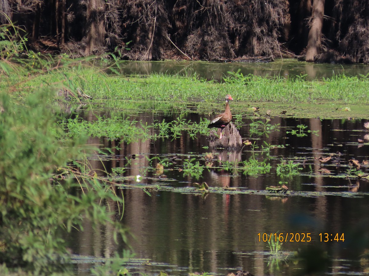 Black-bellied Whistling-Duck - ML643611756