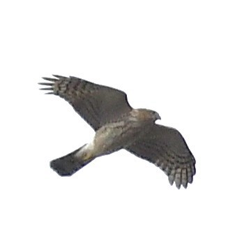 Accipitrine hawk sp. (former Accipiter sp.) - ML643611763