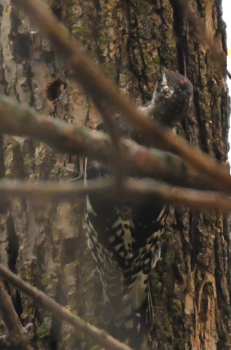 Yellow-bellied Sapsucker - ML643611778