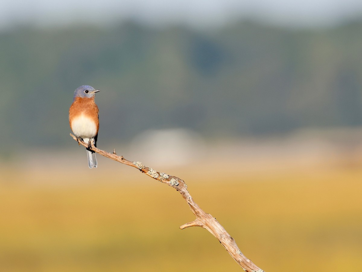 Eastern Bluebird - ML643611784