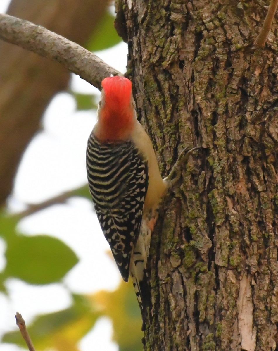 Red-bellied Woodpecker - ML643611785