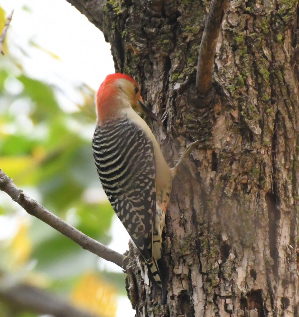 Red-bellied Woodpecker - ML643611786