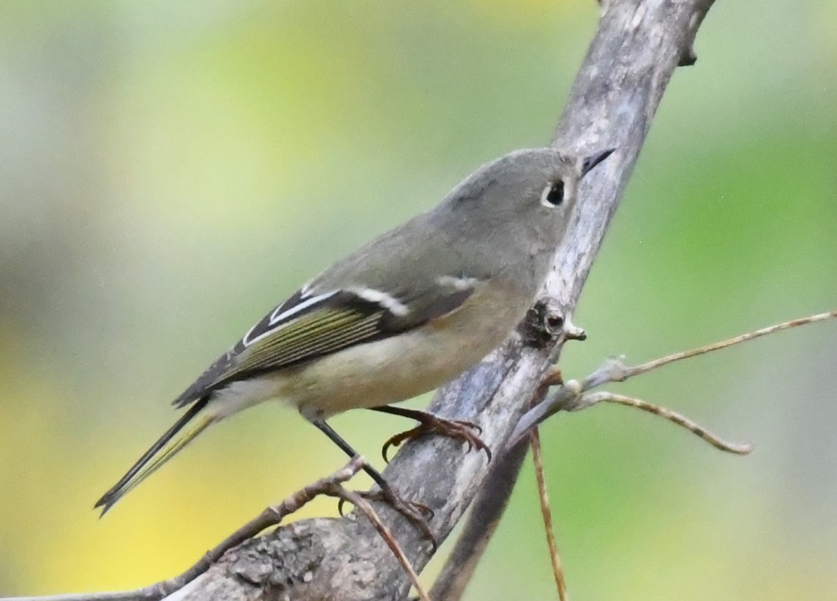 Ruby-crowned Kinglet - ML643611798