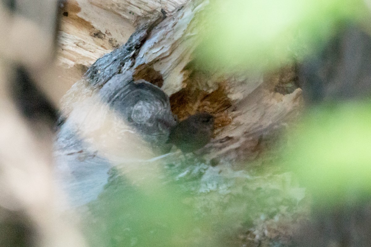 Troglodyte des forêts - ML643611805