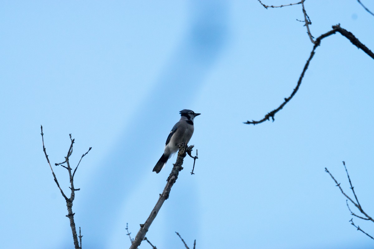Blue Jay - ML643611817