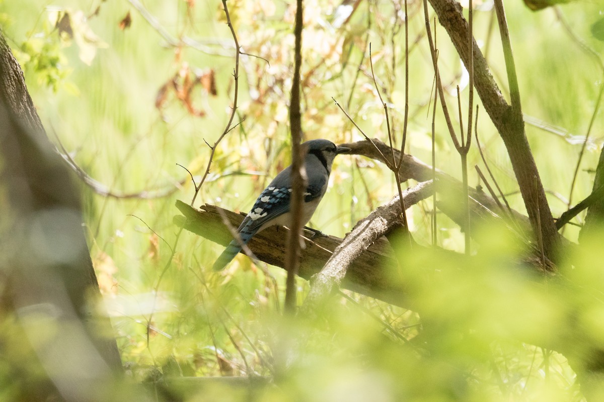 Blue Jay - ML643611819