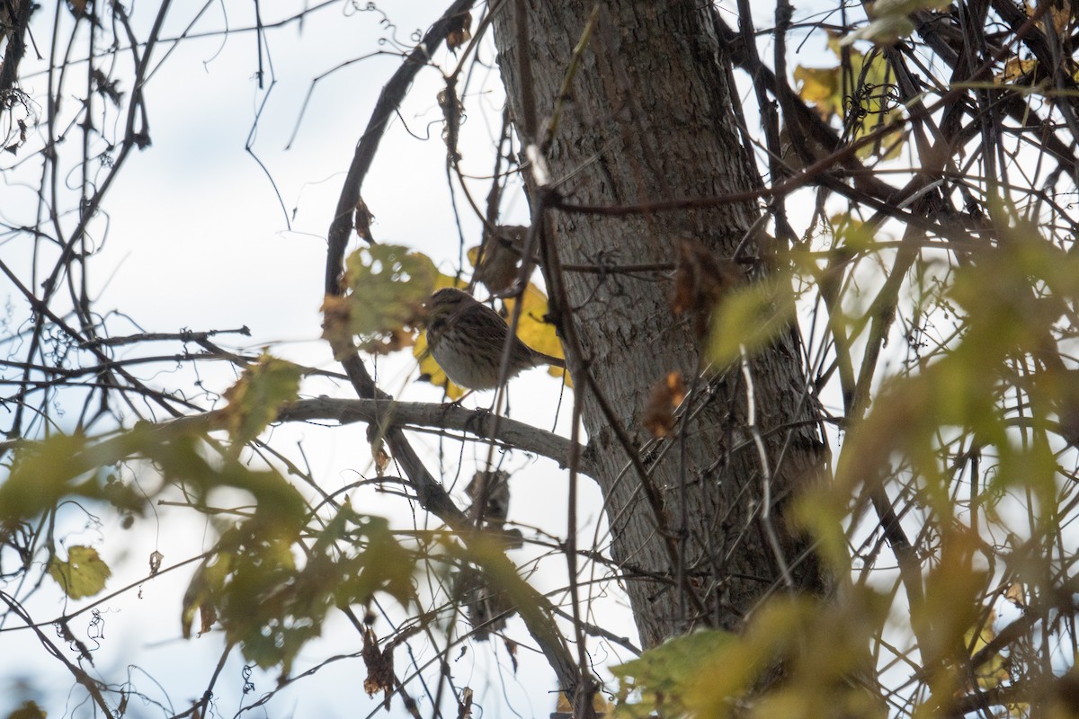 Song Sparrow - ML643611829