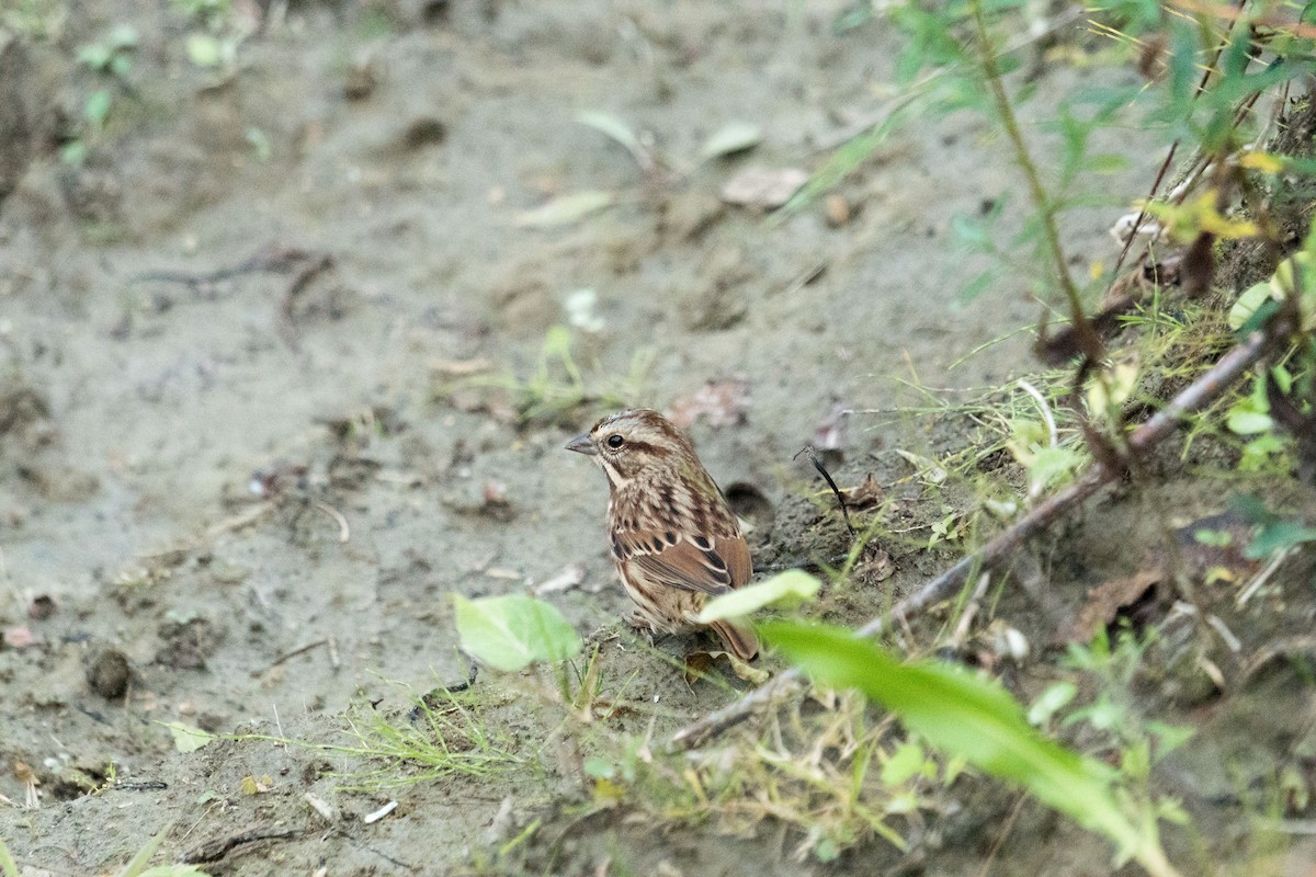 Song Sparrow - ML643611831