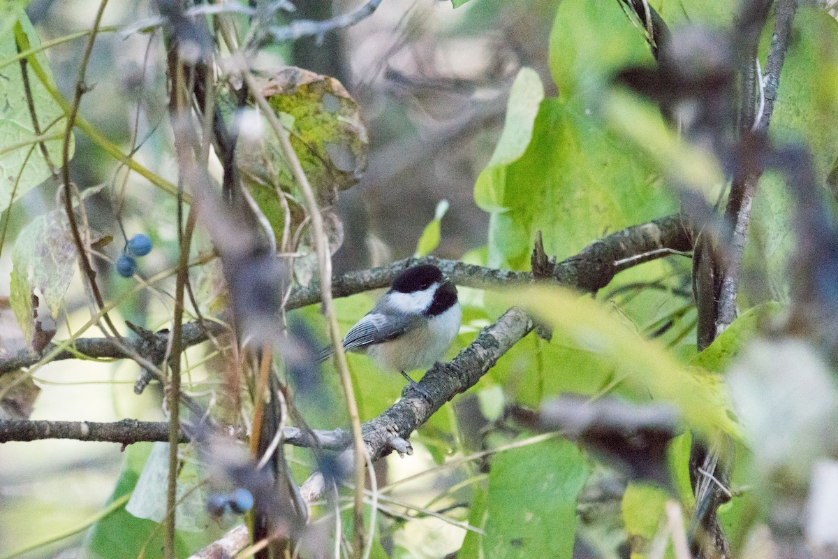 Black-capped Chickadee - ML643611851