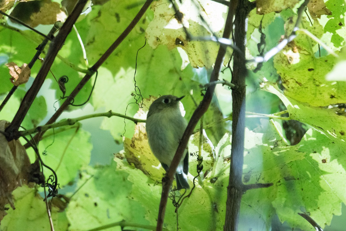 Ruby-crowned Kinglet - ML643611852