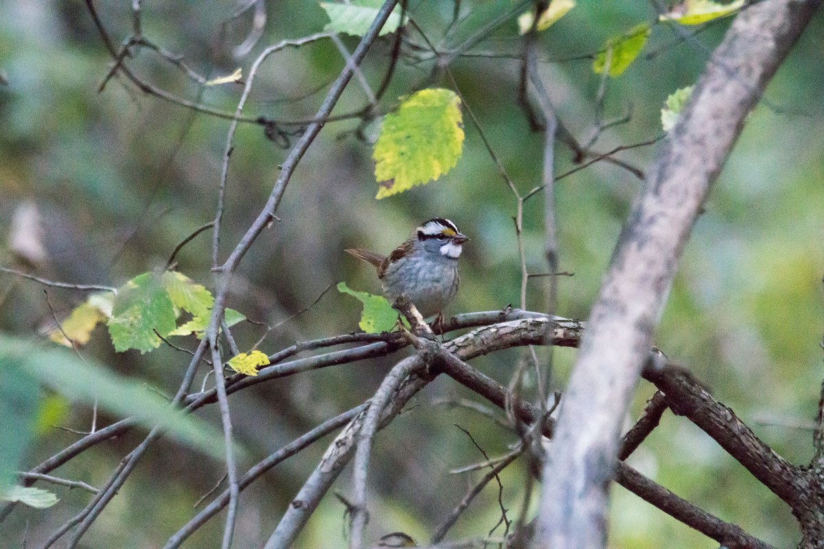 White-throated Sparrow - ML643611856