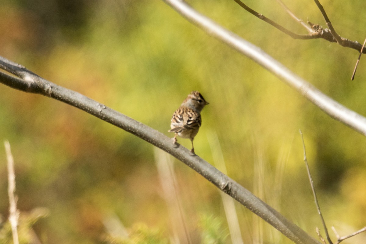 White-crowned Sparrow - ML643611858