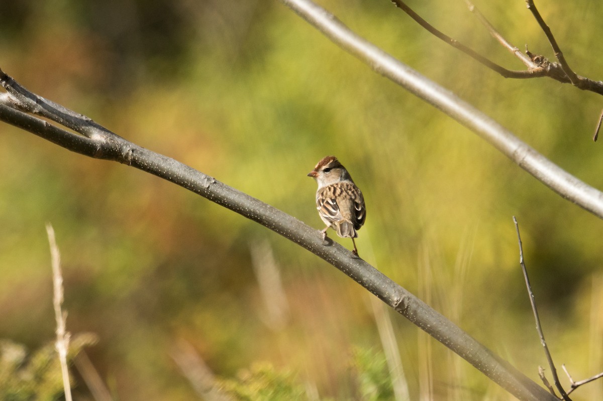 White-crowned Sparrow - ML643611860