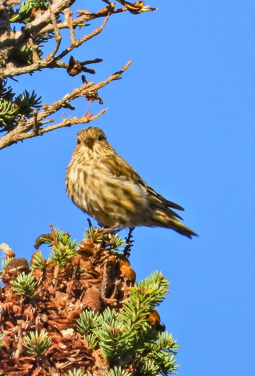 Pine Siskin - ML643611889