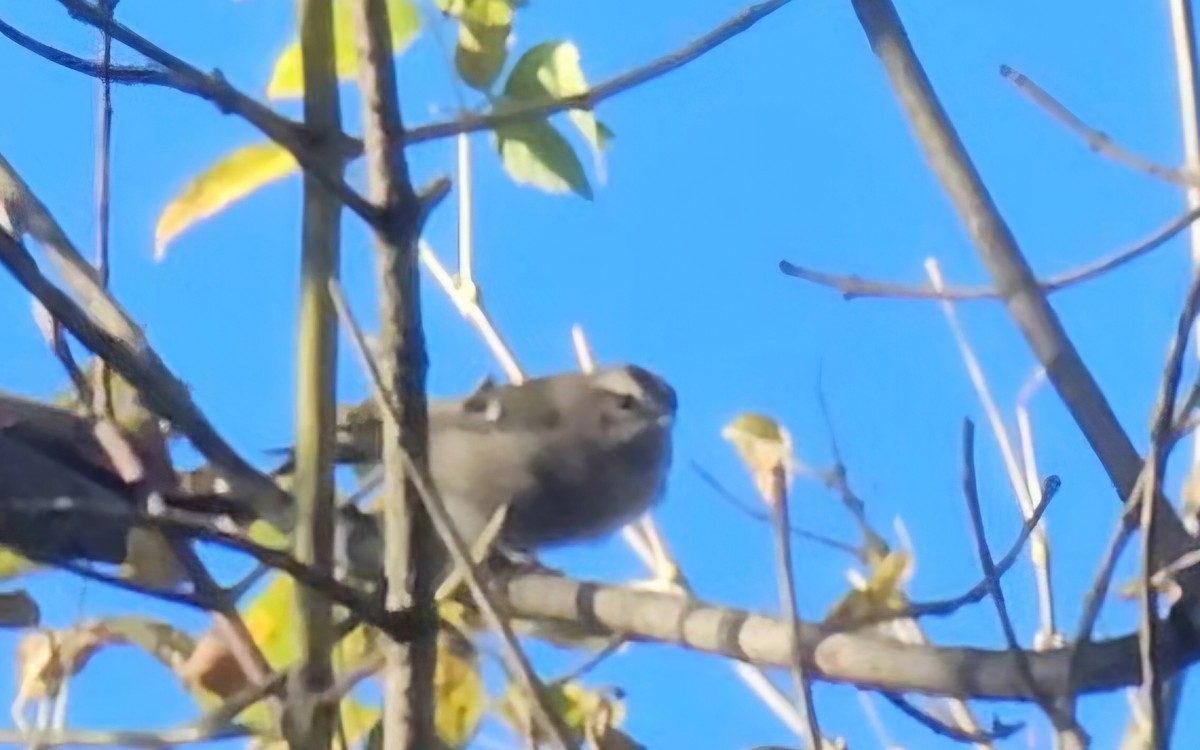 Golden-crowned Kinglet - ML643611948