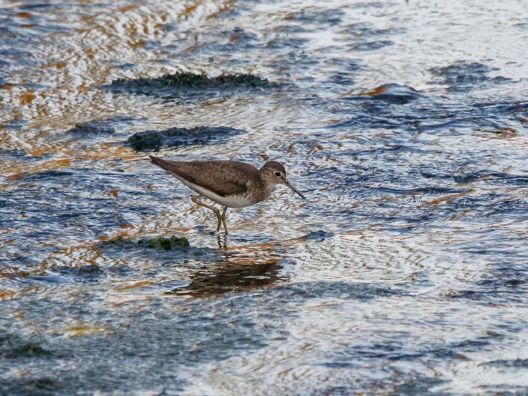Solitary Sandpiper - ML643611954