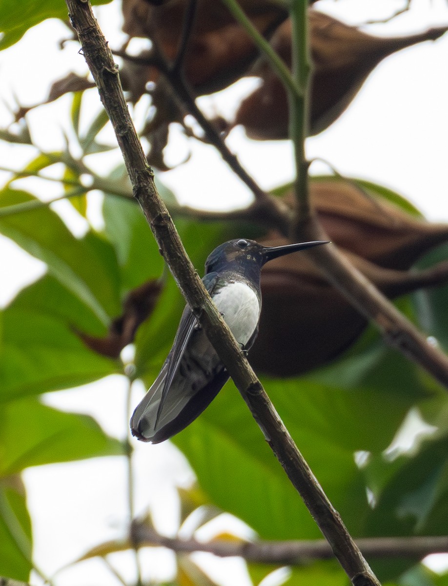 Colibri jacobin - ML643611969