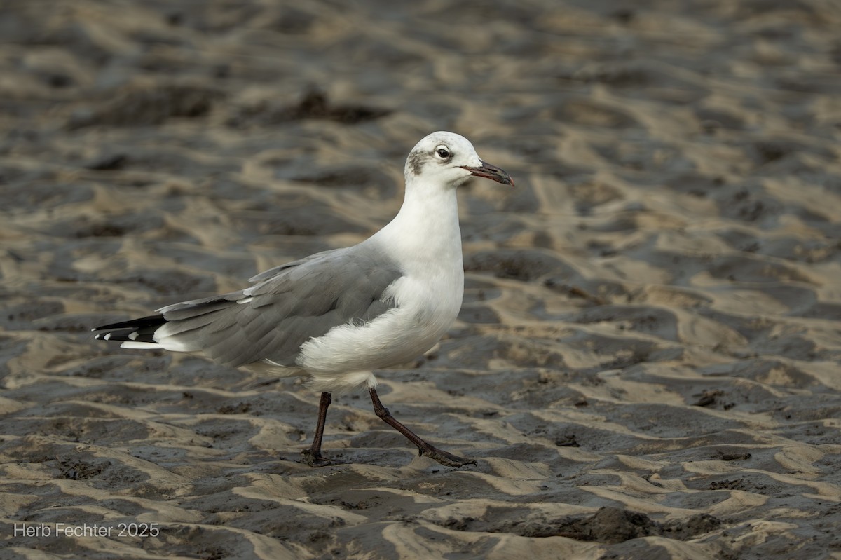 Laughing Gull - ML643611988