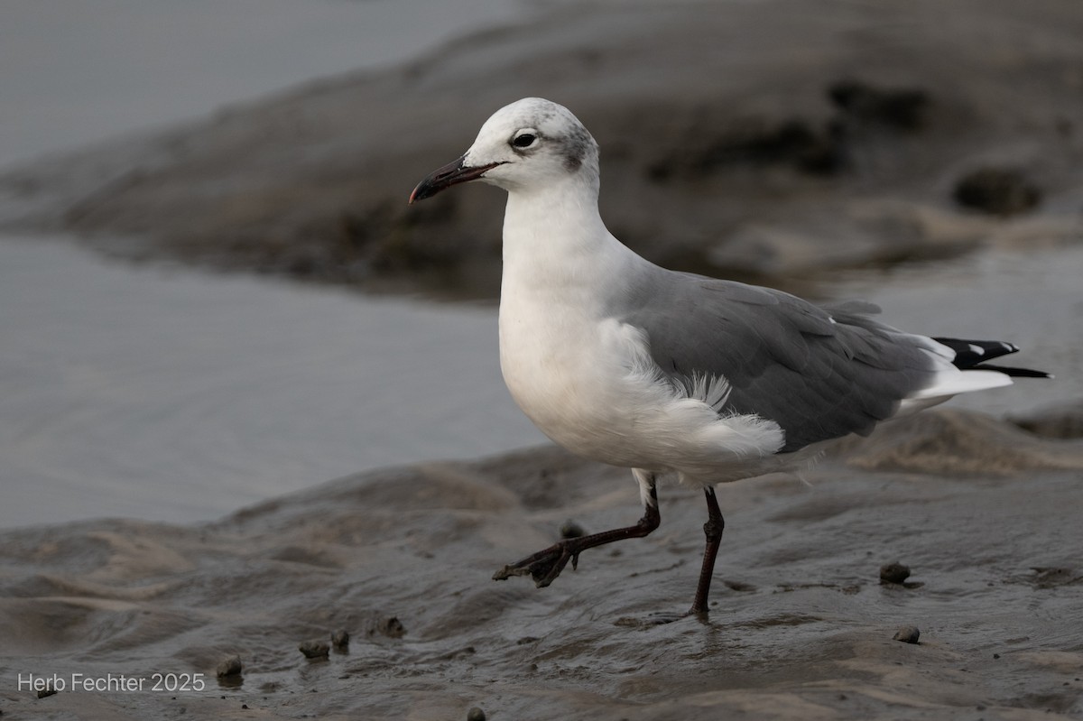 Laughing Gull - ML643611989