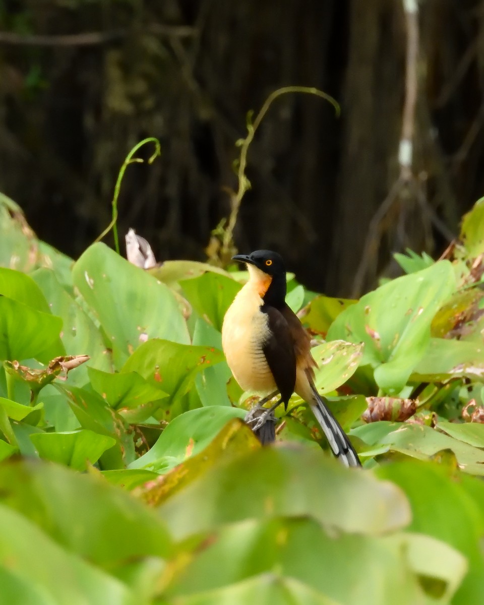 Black-capped Donacobius - ML643611990