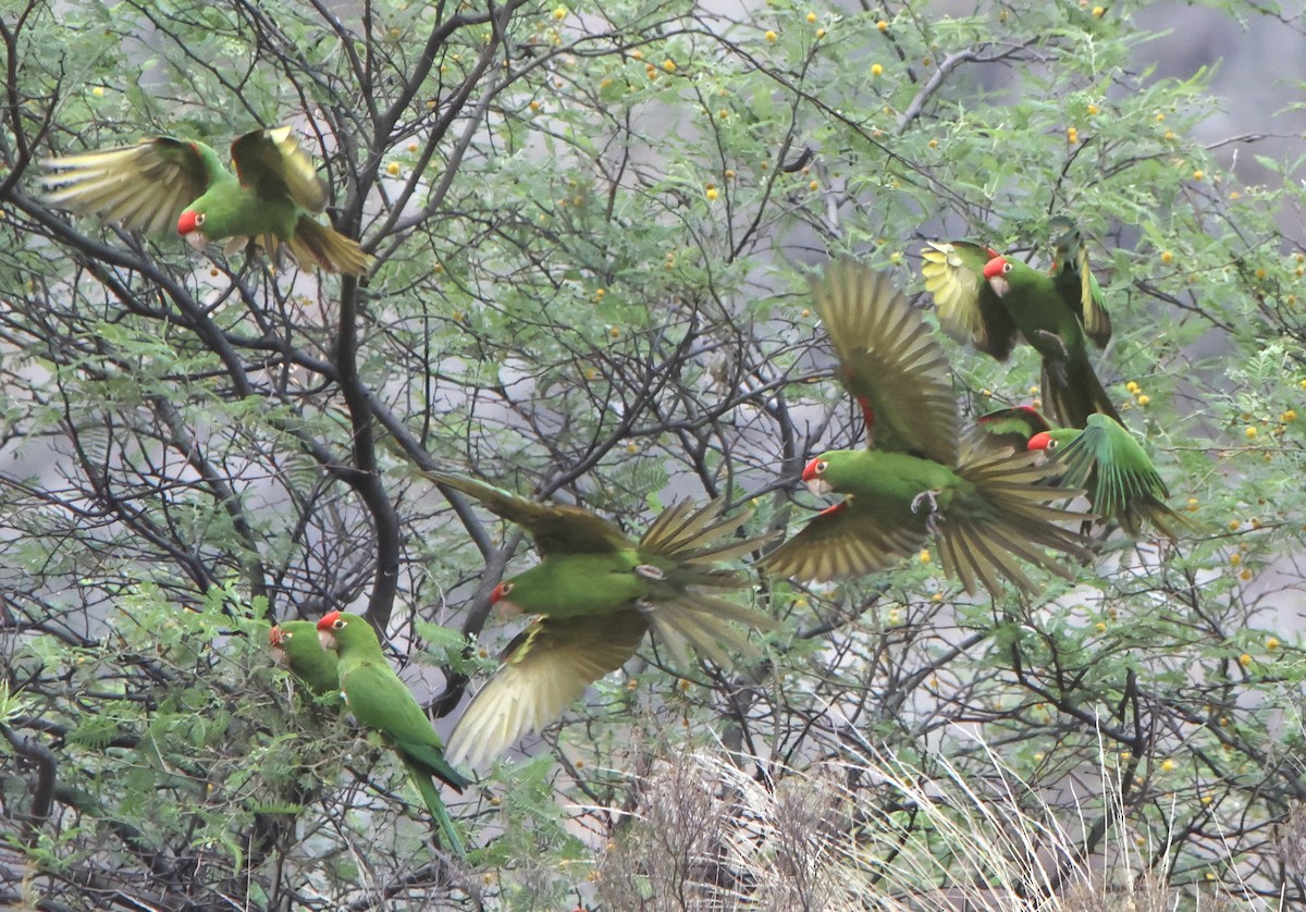 Cordilleran Parakeet - ML643612004