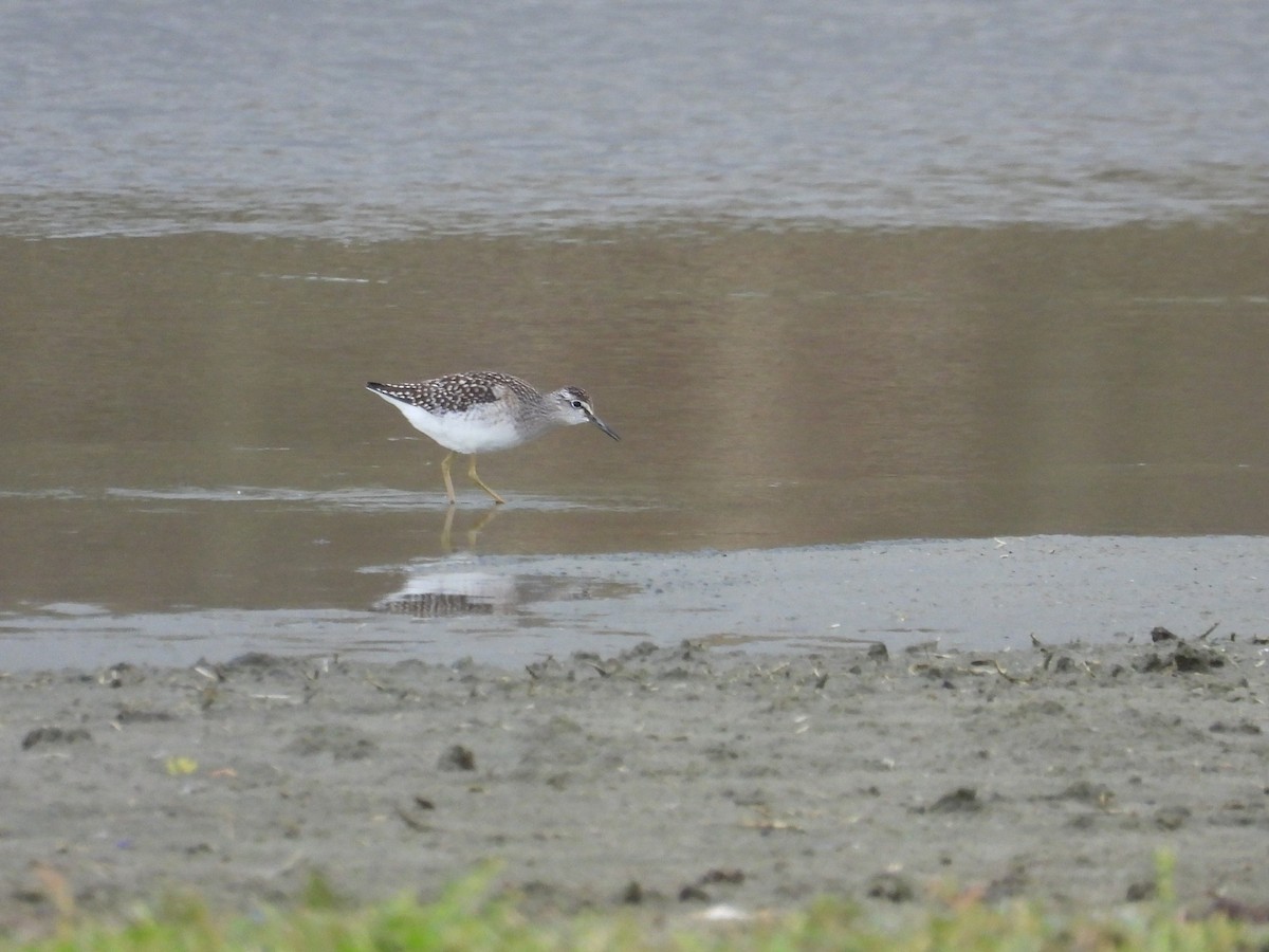 Wood Sandpiper - ML643612020