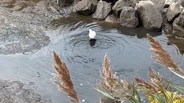 Розовая колпица - ML643612101