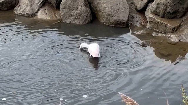 Розовая колпица - ML643612105