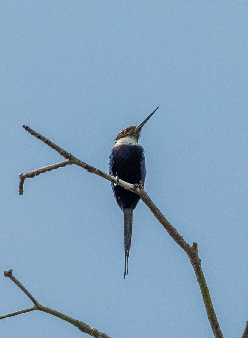 Paradise Jacamar - ML643612107