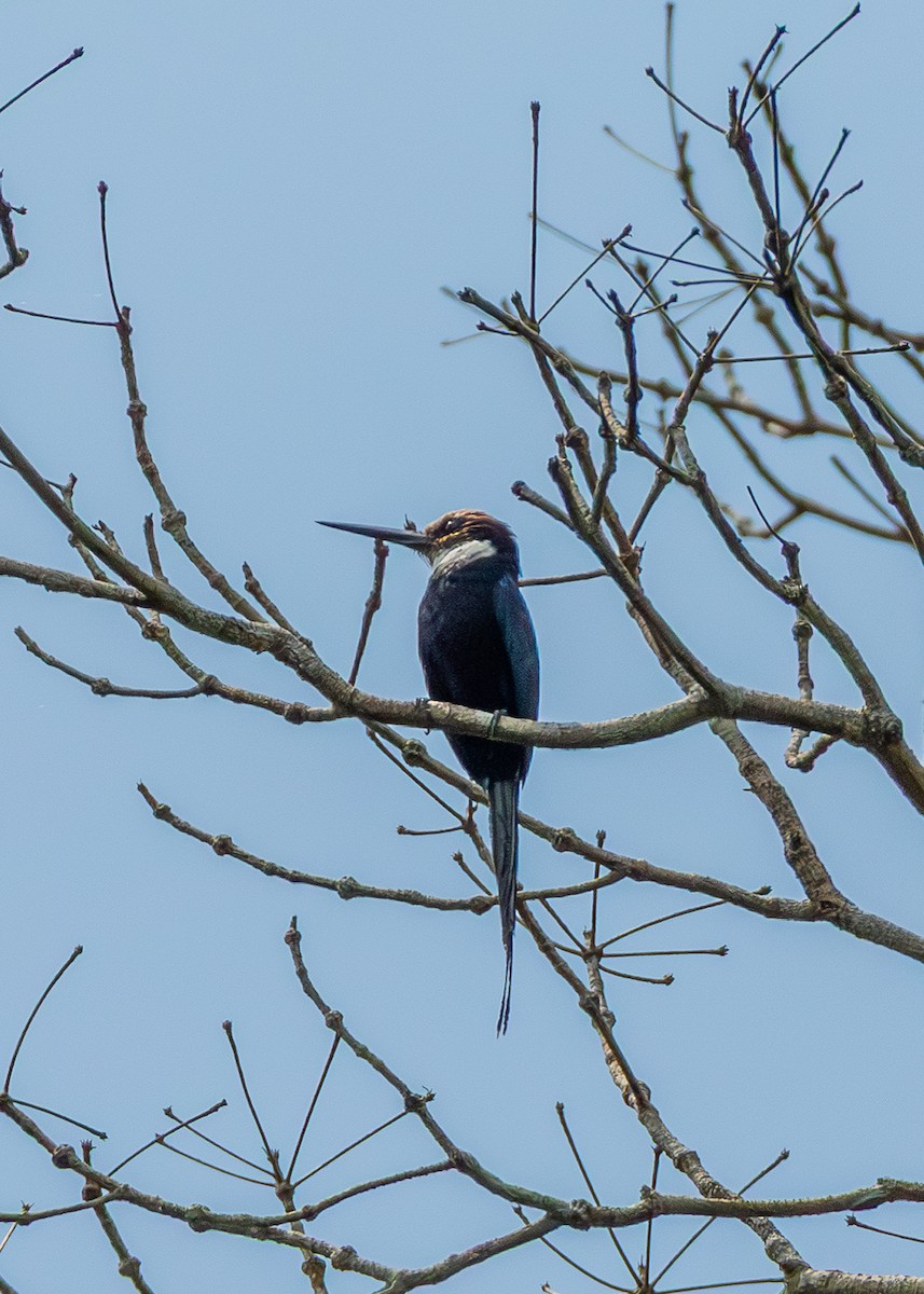 Paradise Jacamar - ML643612108