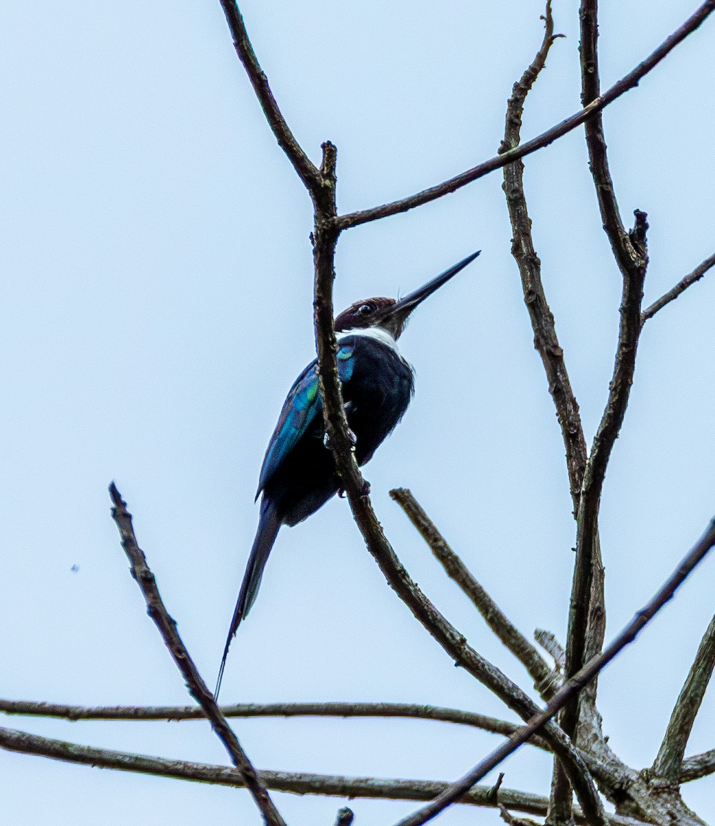 Paradise Jacamar - ML643612111