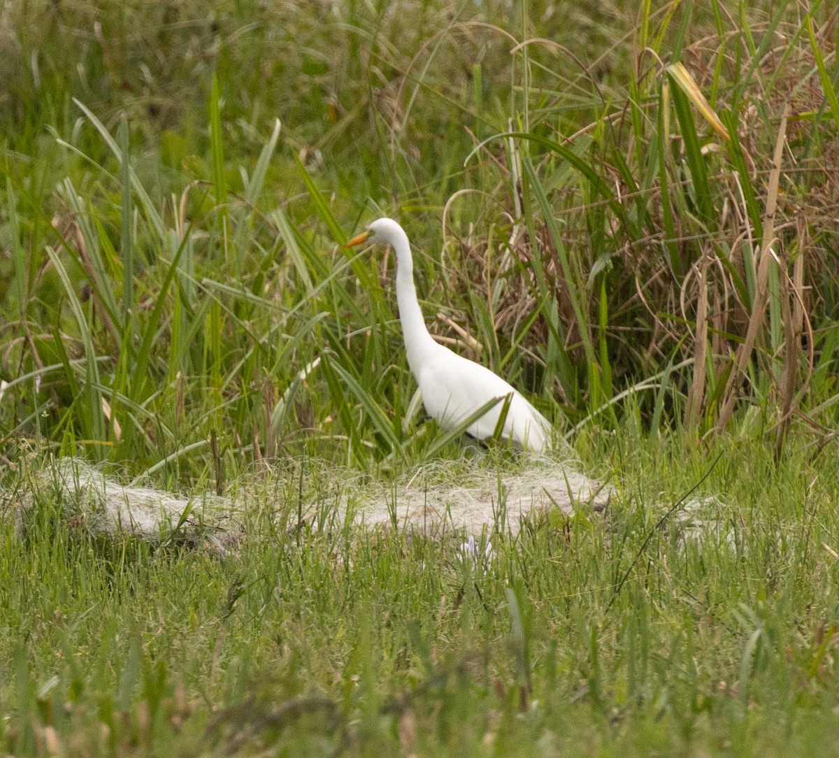 Yellow-billed Egret - ML643612129
