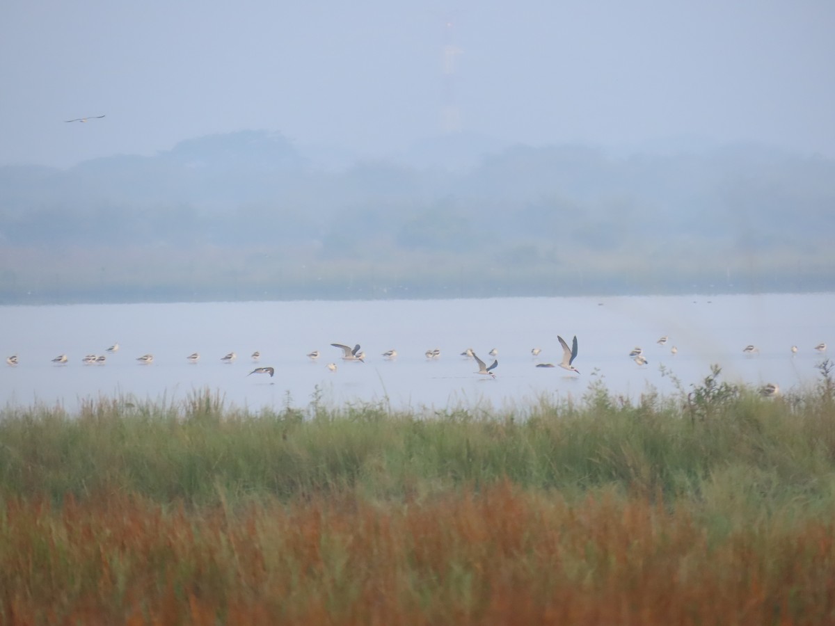 Black Skimmer - ML643612165