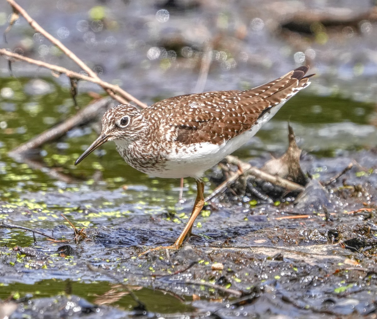 Solitary Sandpiper - ML643612168