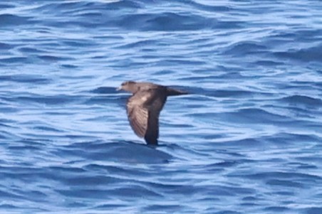 shearwater sp. - ML643612183