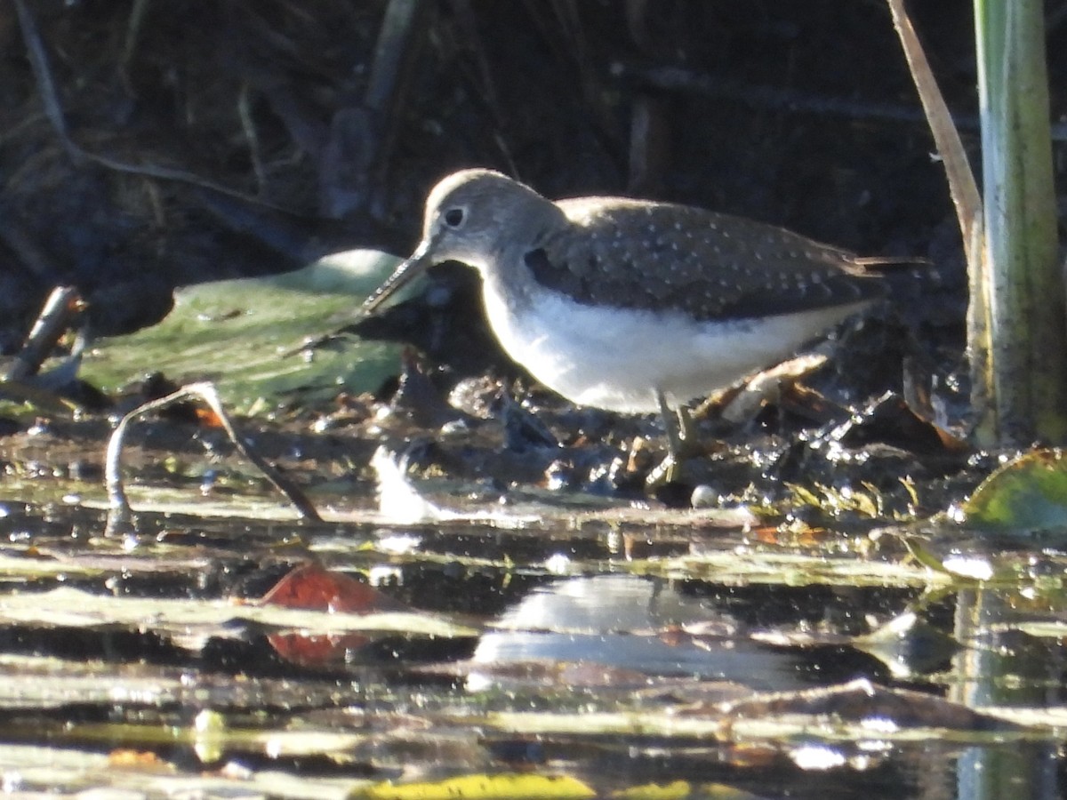 Solitary Sandpiper - ML643612193