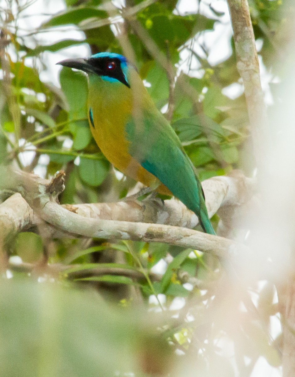 Amazonian Motmot - ML643612206