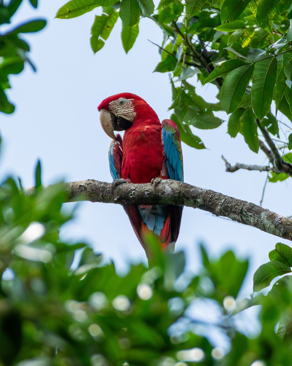 Red-and-green Macaw - ML643612215