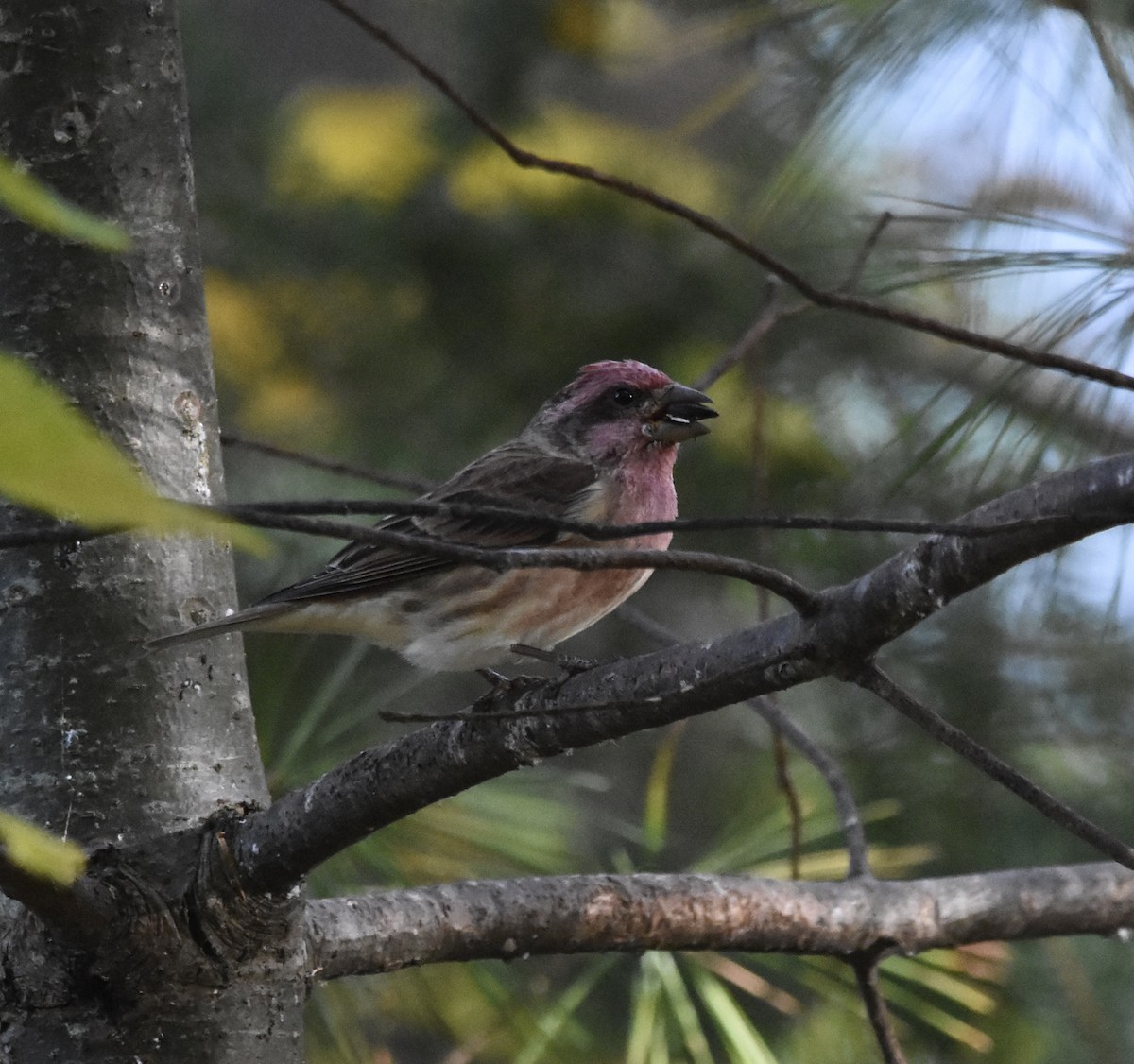 Purple Finch - ML643612224