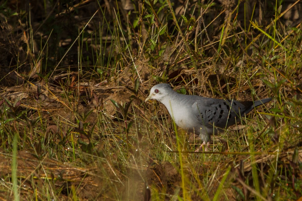 Blue Ground Dove - ML643612225