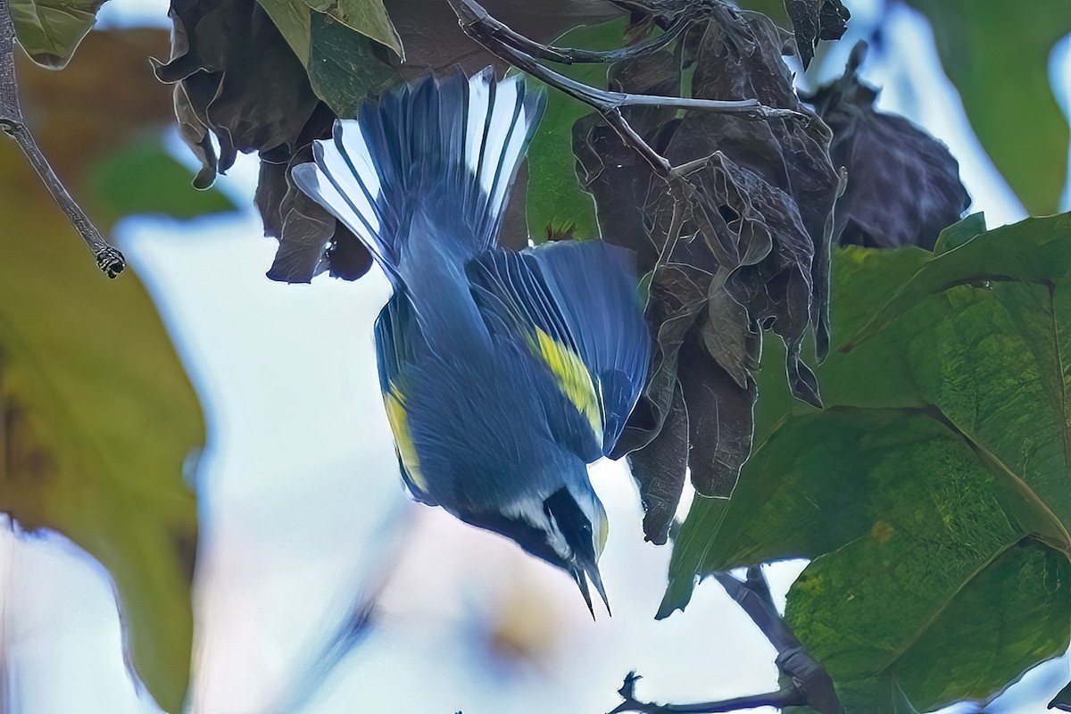 lesňáček zlatokřídlý - ML643612227