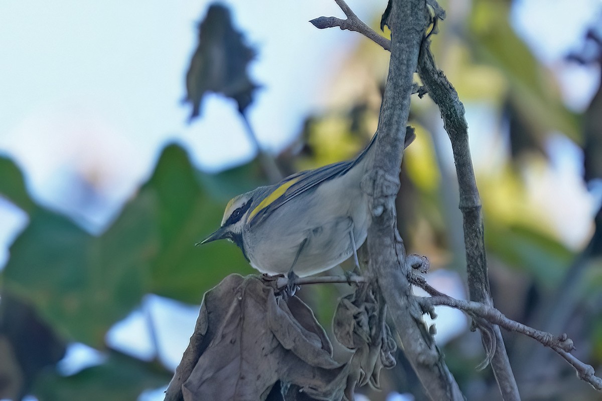 lesňáček zlatokřídlý - ML643612228