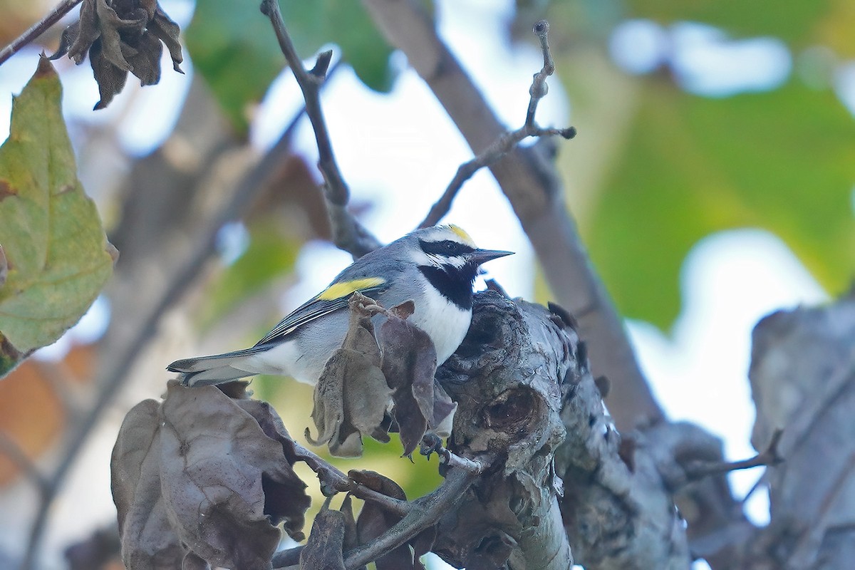 lesňáček zlatokřídlý - ML643612229