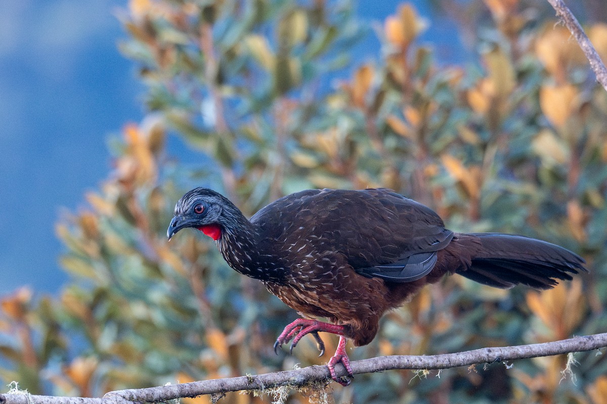 Andean Guan - ML643612231