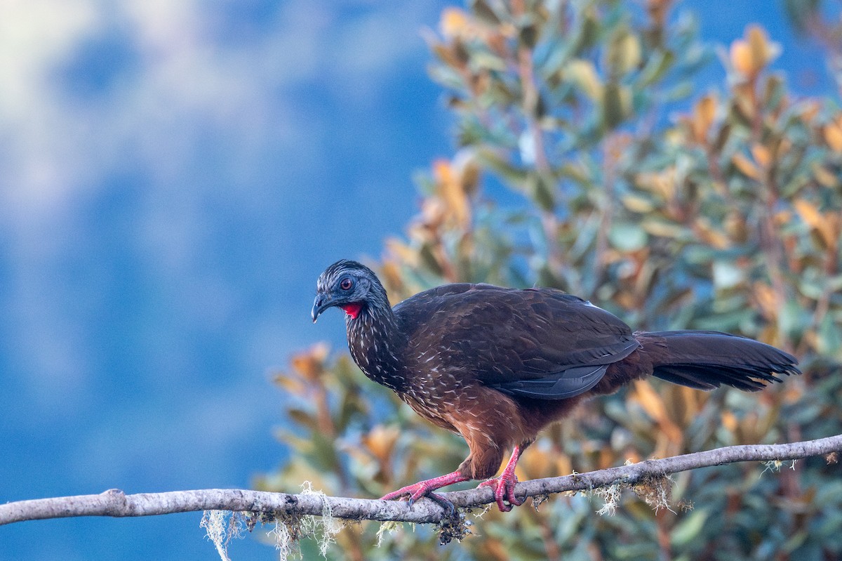 Andean Guan - ML643612232