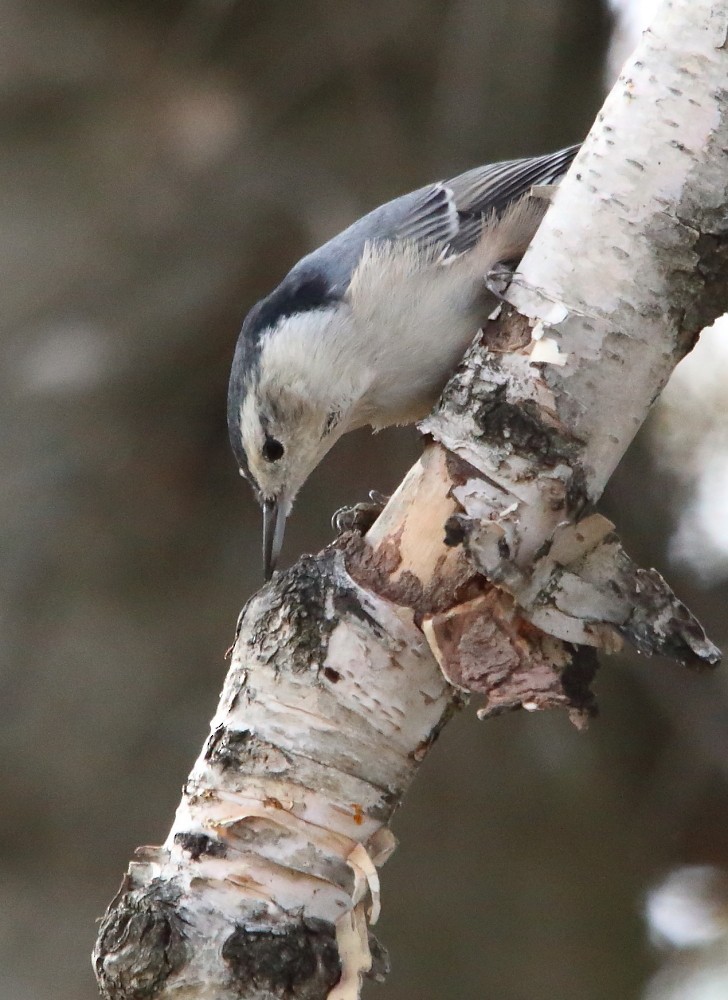 White-breasted Nuthatch - ML643612266